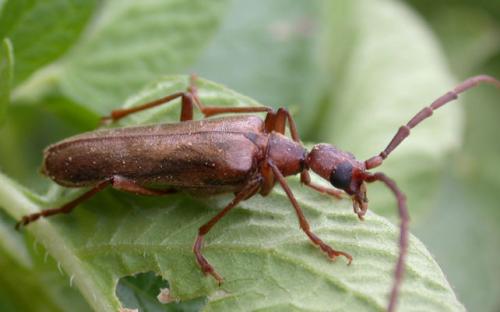 Réf. 604 : Vesperus strepens