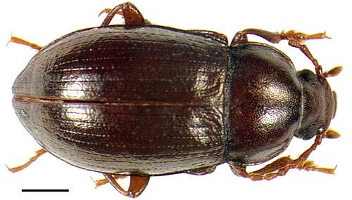 Réf. 839 : Nalassus laevioctostriatus