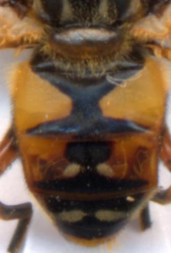 Réf. 1 514 : Helophilus pendulus