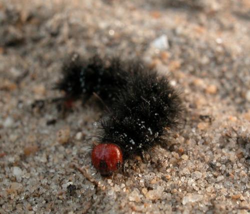Melitaea cinxia