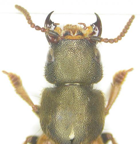 Réf. 1 294 : Platydracus flavopunctatus