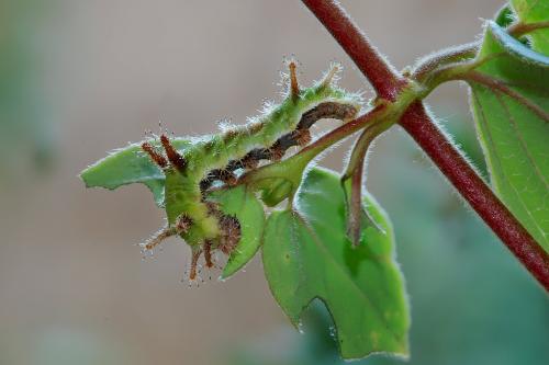 Réf. 10 917 : Limenitis reducta