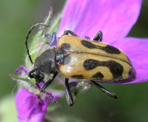 Brachyta interrogationis