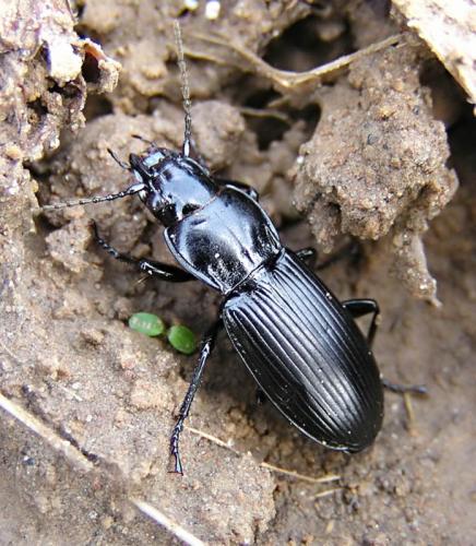 Pterostichus melanarius