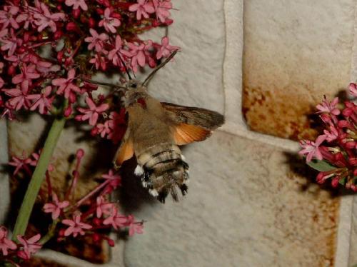 Réf. 10 428 : Macroglossum stellatarum