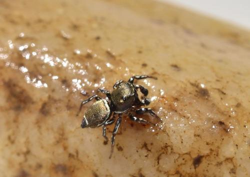 Réf. 100 723 : Heliophanus tribulosus