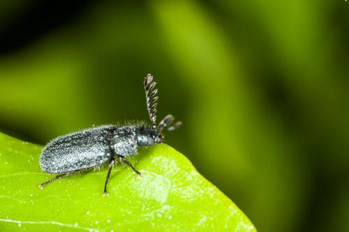 Réf. 100 643 : Aplocnemus coeruleatus