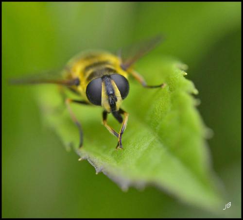 Réf. 100 139 : Myathropa florea