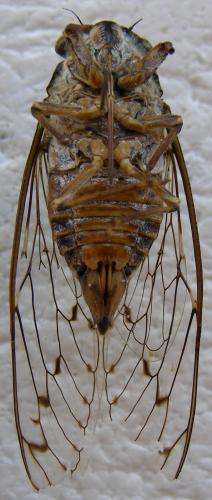 Réf. 101 919 : Cicada orni