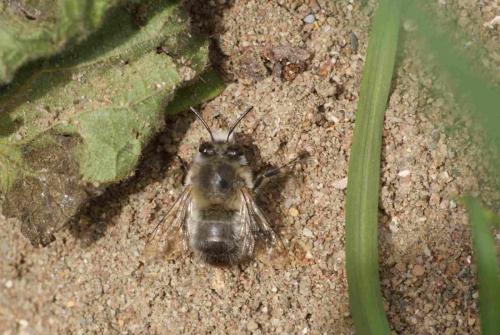 Réf. 101 475 : Anthophora plumipes