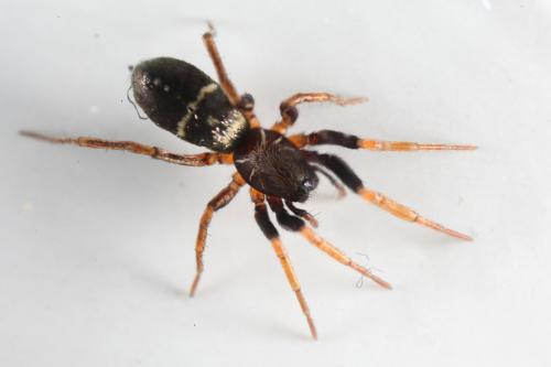 Réf. 101 163 : Micaria pulicaria