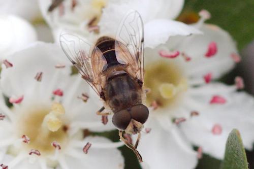 Réf. 101 547 : Eristalis arbustorum