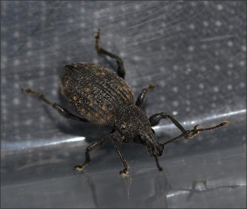 Réf. 101 835 : Otiorhynchus sulcatus