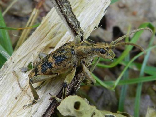 Réf. 102 743 : Rhagium sycophanta