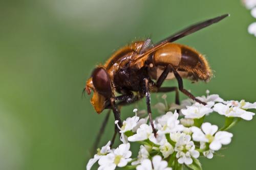 Réf. 102 255 : Volucella inflata