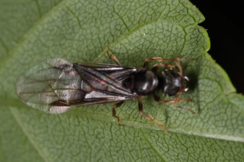 Réf. 102 581 : Lasius sp.