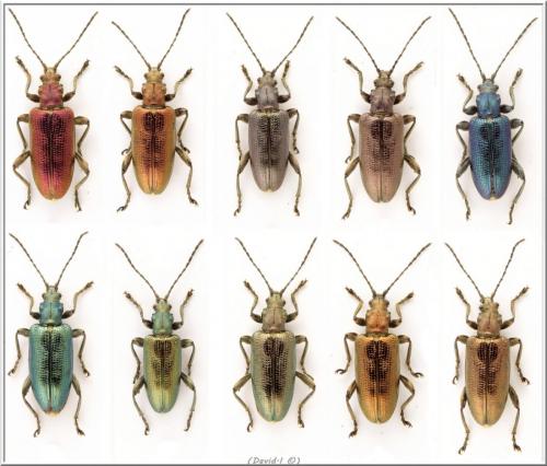 Réf. 102 458 : Plateumaris sericea