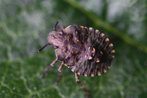 Pentatoma rufipes