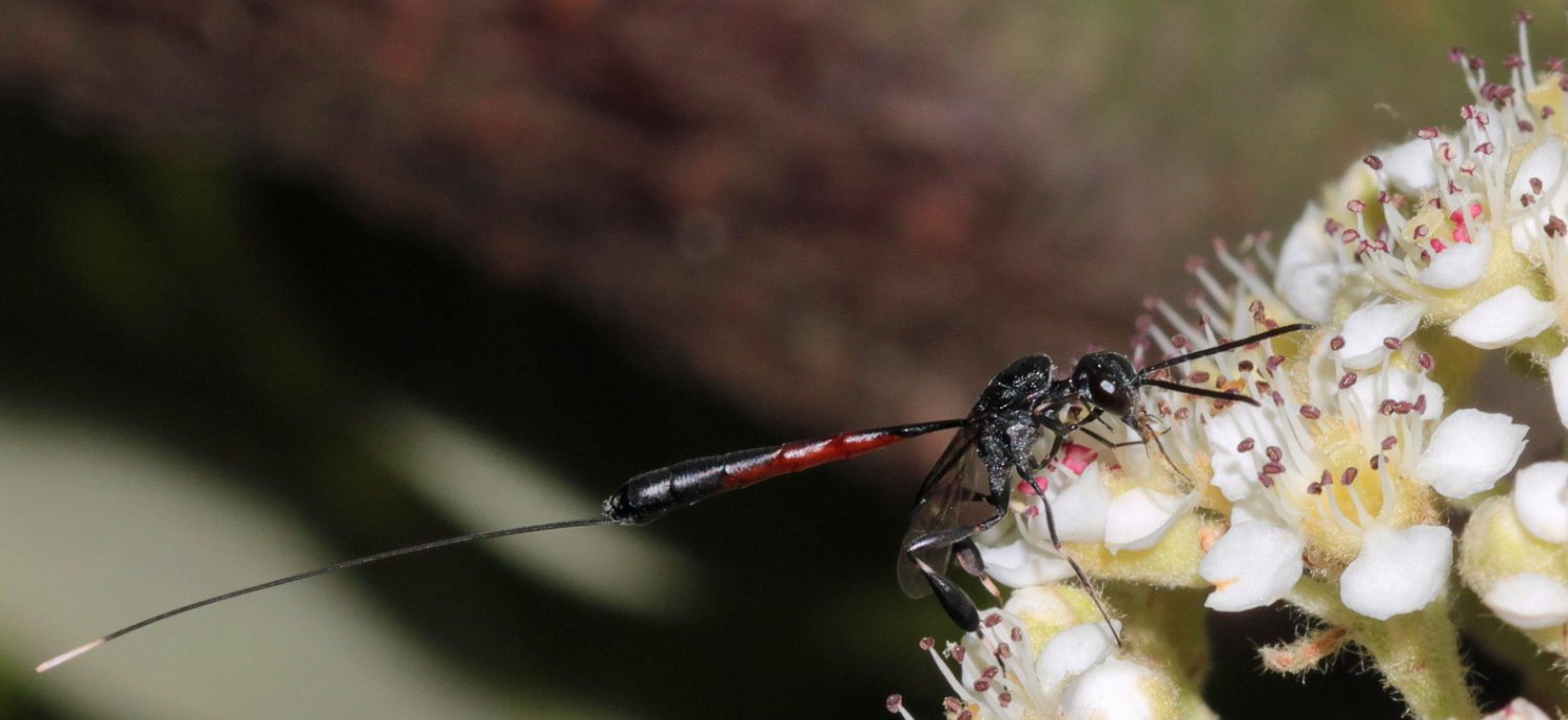 Jérémie Lemarié - Gasteruption sp. - réf. 103725 (1500 x 689 pixels, 118 ko)