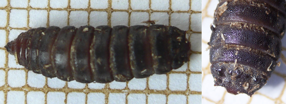 Louis Weitten - Solva marginata - réf. 103452 (1092 x 400 pixels, 118 ko)