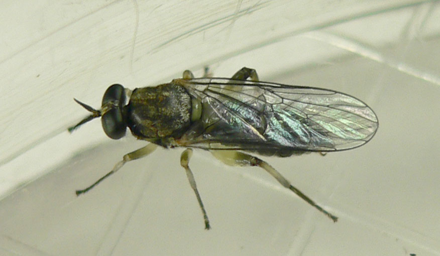 Louis Weitten - Solva marginata - réf. 103630 (876 x 511 pixels, 81 ko)