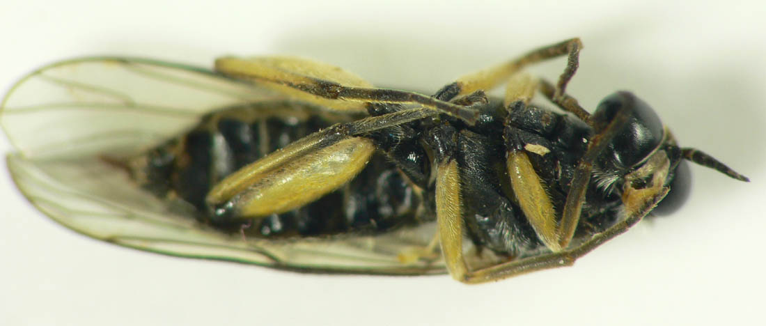 Louis Weitten - Solva marginata - réf. 103632 (1100 x 468 pixels, 70 ko)