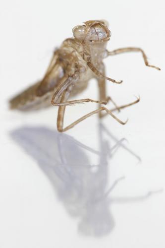 Leucorrhinia dubia