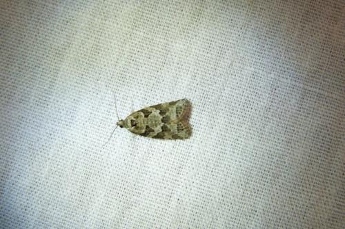 Cnephasia communana