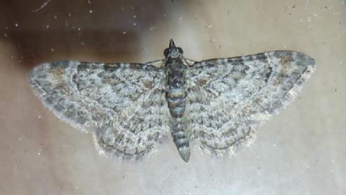 Réf. 104 245 : Gymnoscelis rufifasciata