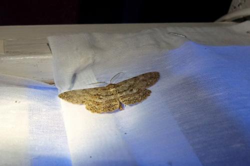 Réf. 104 232 : Hypomecis punctinalis
