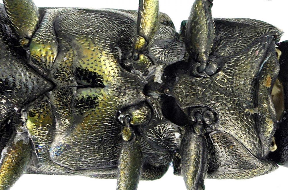 J.-H. Yvinec - Agrilus (Convexagrilus) convexicollis - réf. 104679 (1000 x 660 pixels, 205 ko)