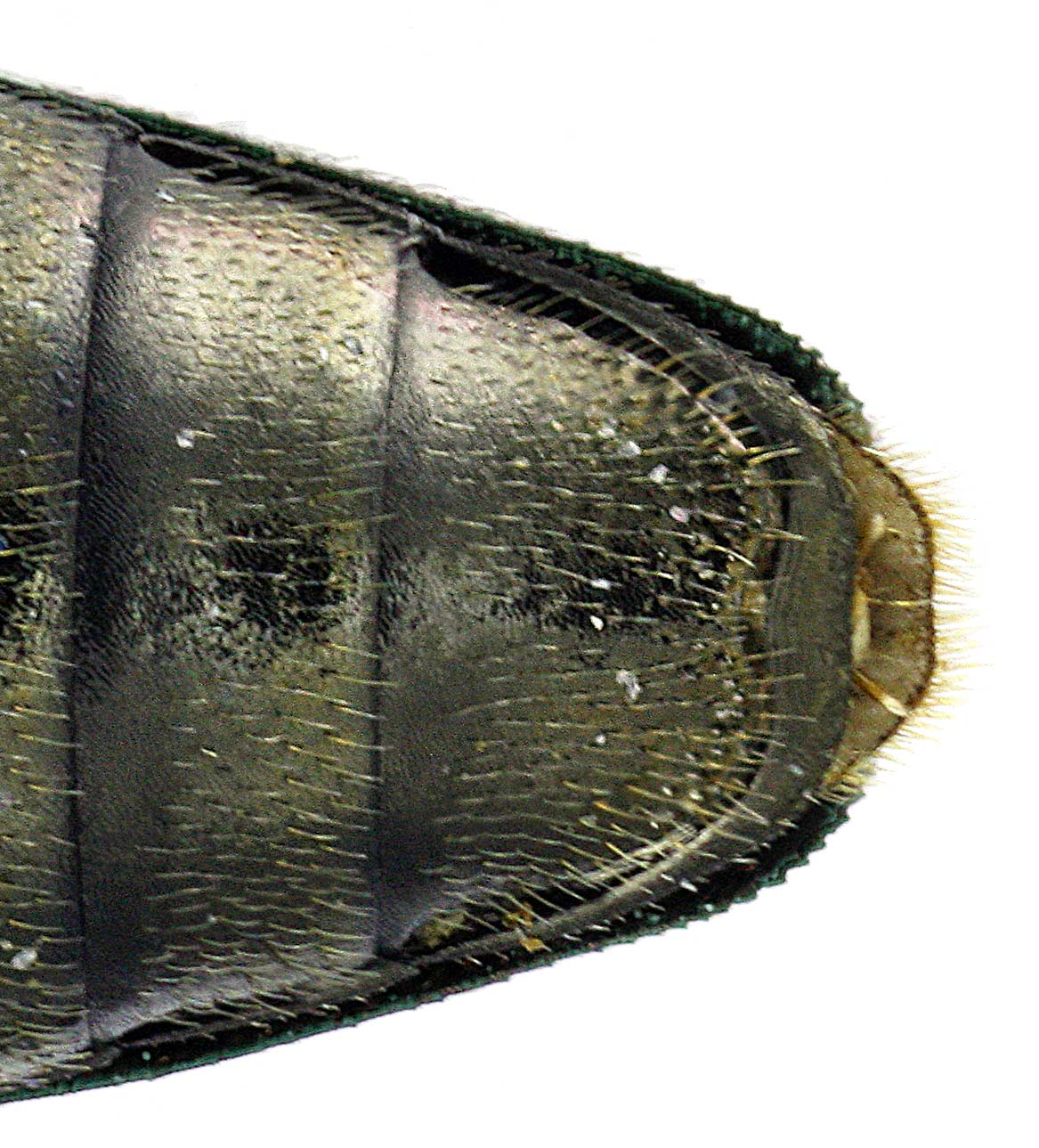 J.-H. Yvinec - Agrilus (Convexagrilus) convexicollis - réf. 104678 (1167 x 1289 pixels, 205 ko)