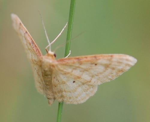 Réf. 105 045 : Idaea sp.