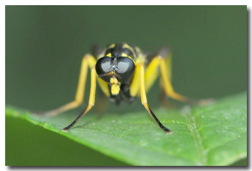 DUBOIS Yves - Xylomya maculata - réf. 105361 (834 x 565 pixels, 112 ko)