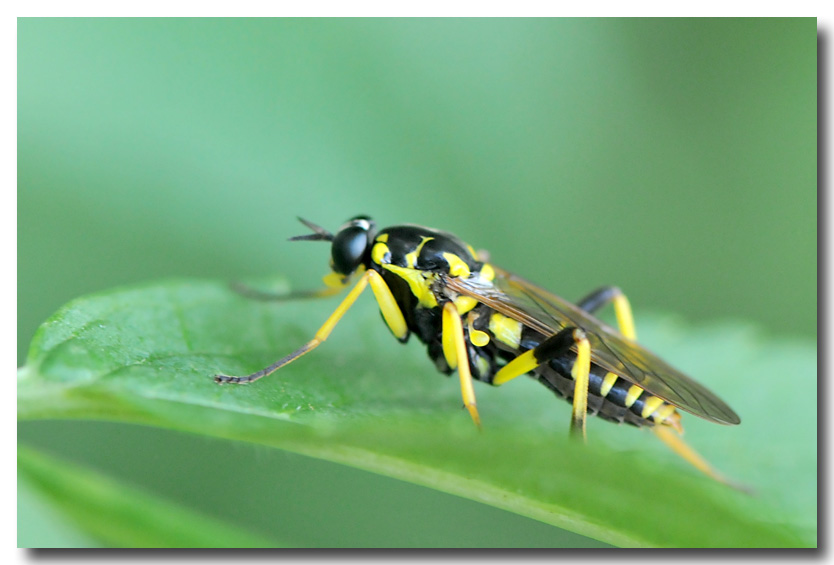 DUBOIS Yves - Xylomya maculata - réf. 105359 (834 x 565 pixels, 97 ko)