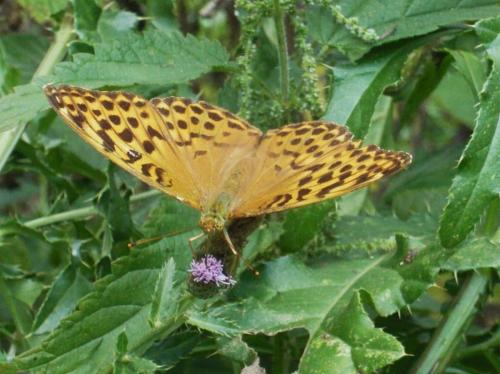 Réf. 106 818 : Argynnis paphia