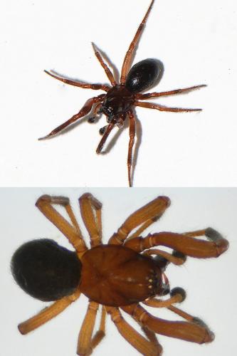 Enoplognatha thoracica
