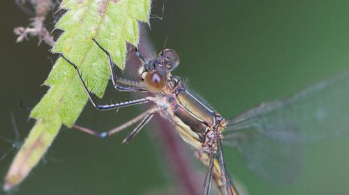 Réf. 106 827 : Lestes sponsa