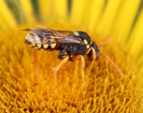 Réf. 106 571 : Nomada fucata