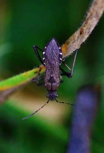 Réf. 106 509 : Alydus calcaratus