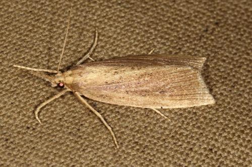 Réf. 106 817 : Chilo phragmitella