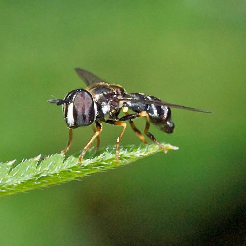 Réf. 106 602 : Paragus sp.