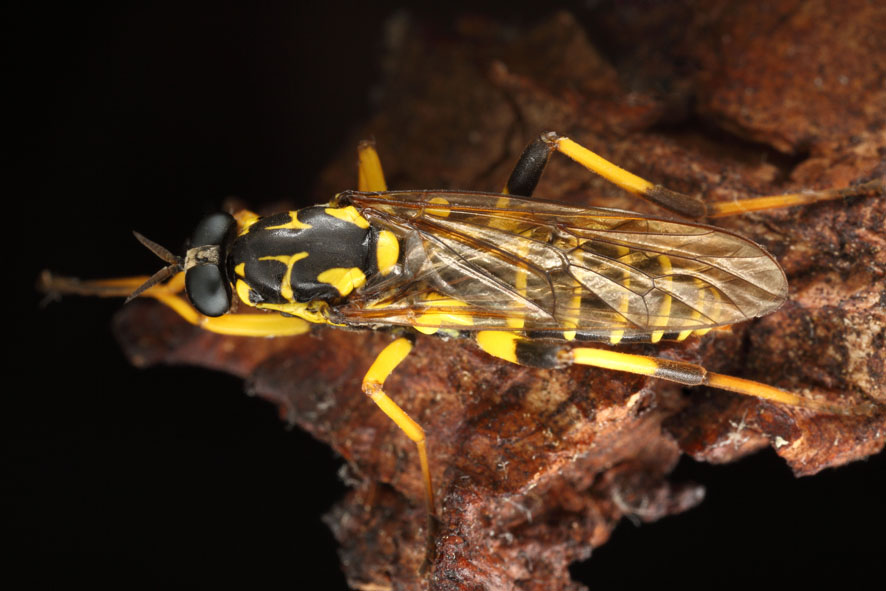 Arnaud Ville - Xylomya maculata - réf. 106225 (886 x 591 pixels, 117 ko)