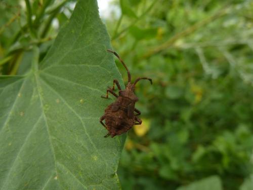 Réf. 107 508 : Coreus marginatus
