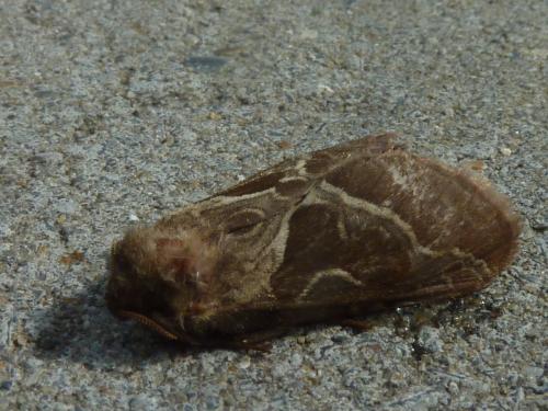 Réf. 107 924 : Triodia sylvina