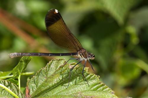 Réf. 107 769 : Calopteryx haemorrhoidalis