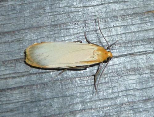 Réf. 107 541 : Eilema depressa