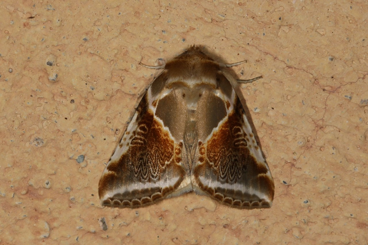 Michel Ehrhardt - Habrosyne pyritoides - réf. 107387 (1280 x 853 pixels, 219 ko)