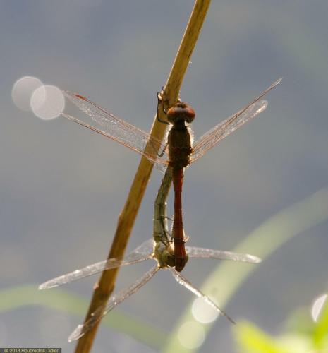 Sympetrum striolatum