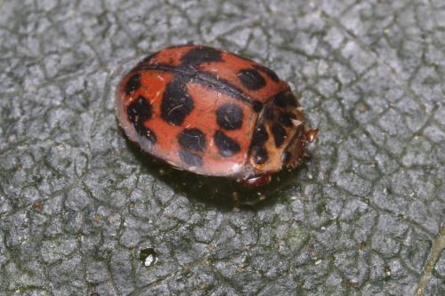 Réf. 109 755 : Oenopia conglobata